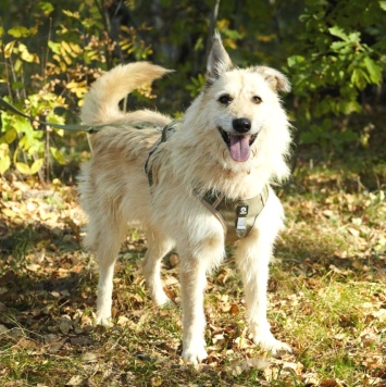 Собаки в добрые руки - Амбер - 1