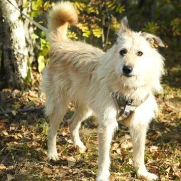 Собаки в добрые руки - Амбер - 2