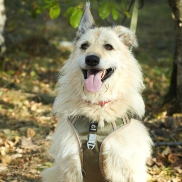 Собаки в добрые руки - Амбер - 3
