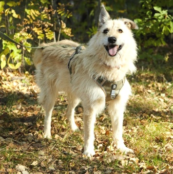 Собаки в добрые руки - Амбер - 4
