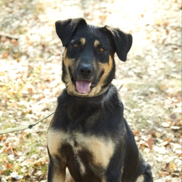 Собаки в добрые руки - Марсель