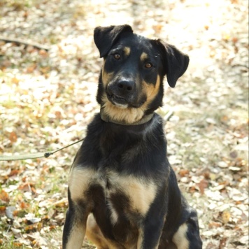 Собаки в добрые руки - Марсель - 2