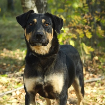 Собаки в добрые руки - Марсель - 3