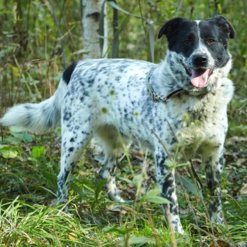 Собаки в добрые руки - Велла