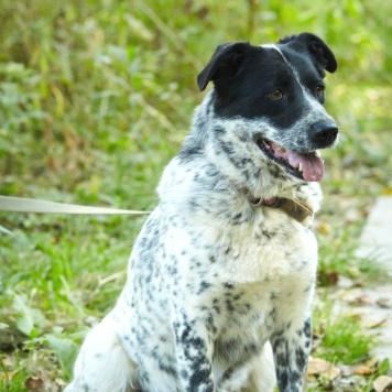 Собаки в добрые руки - Велла - 1