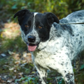Собаки в добрые руки - Велла - 2