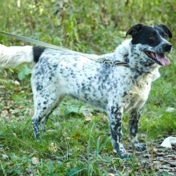 Собаки в добрые руки - Велла - 3