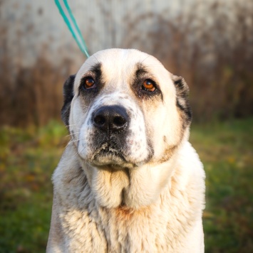 Собаки в добрые руки - Саванна