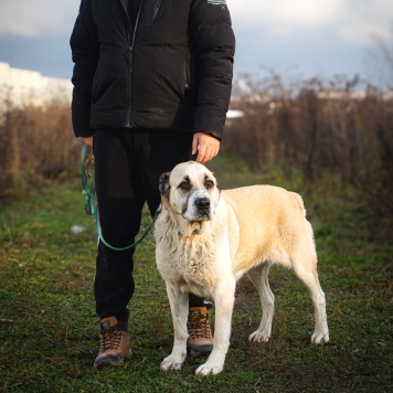 Собаки в добрые руки - Саванна - 2