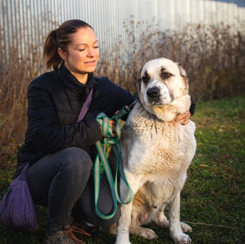 Собаки в добрые руки - Саванна - 3