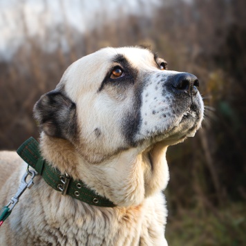Собаки в добрые руки - Саванна - 4
