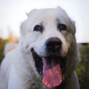Собаки в добрые руки - Рагнар