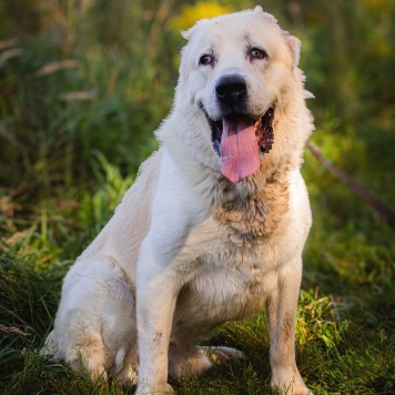 Собаки в добрые руки - Рагнар - 1