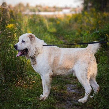Собаки в добрые руки - Рагнар - 2