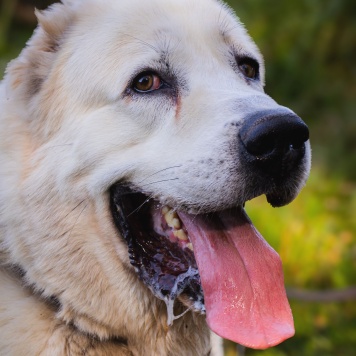 Собаки в добрые руки - Рагнар - 3