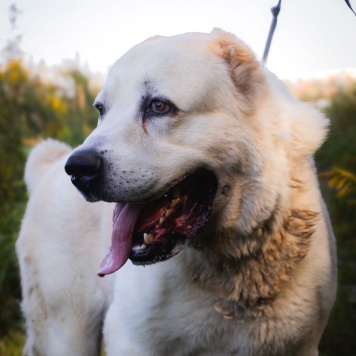 Собаки в добрые руки - Рагнар - 4