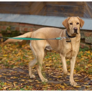 Собаки в добрые руки - Арчи