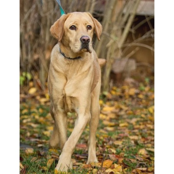 Собаки в добрые руки - Арчи - 1