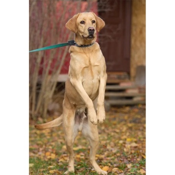 Собаки в добрые руки - Арчи - 2