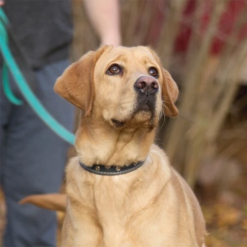 Собаки в добрые руки - Арчи - 3