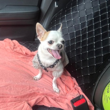 Собаки в добрые руки - Ричард - 2