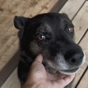 Собаки в добрые руки - Марвин