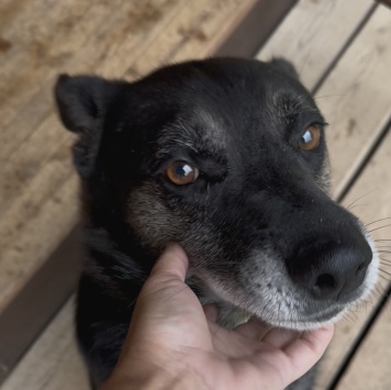 Собаки в добрые руки - Марвин - 3