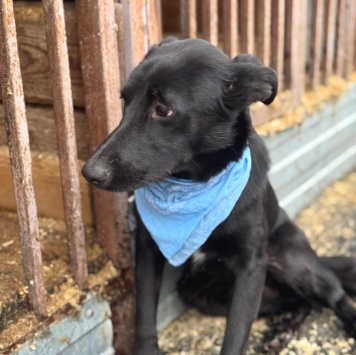 Крокс - Собаки в добрые руки