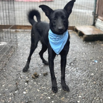 Собаки в добрые руки - Крокс - 1