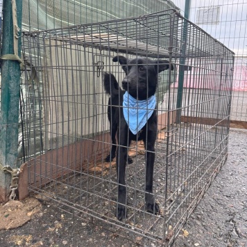 Собаки в добрые руки - Крокс - 2