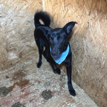 Собаки в добрые руки - Крокс - 3