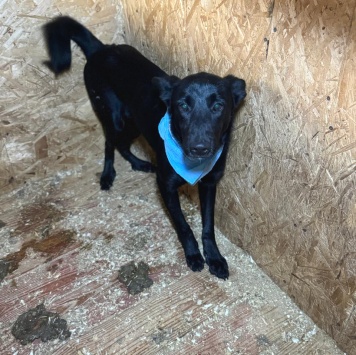 Собаки в добрые руки - Крокс - 4