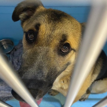 Собаки в добрые руки - Трошенька - 1