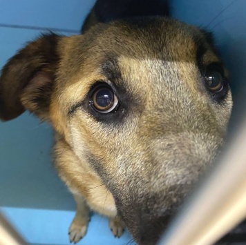 Собаки в добрые руки - Трошенька - 2