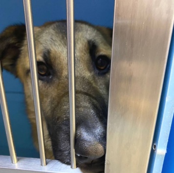 Собаки в добрые руки - Трошенька - 3