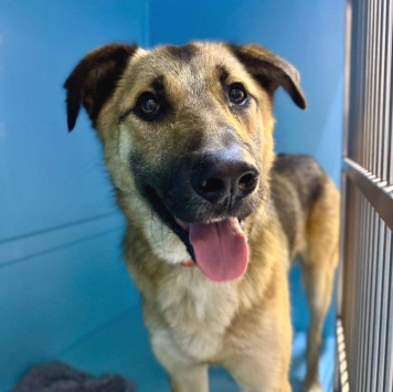 Собаки в добрые руки - Трошенька - 4