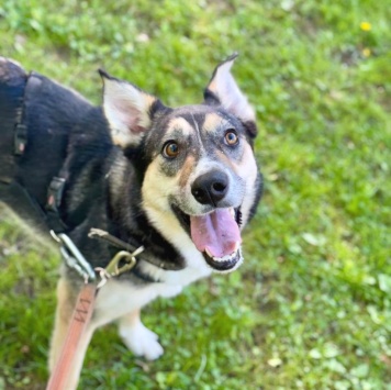 Собаки в добрые руки - Мирушка