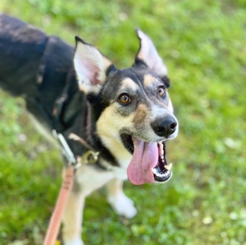 Собаки в добрые руки - Мирушка - 4