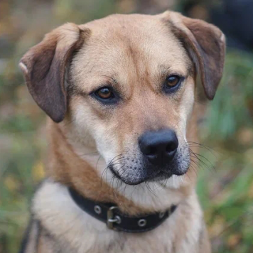 Собаки в добрые руки - Бонго