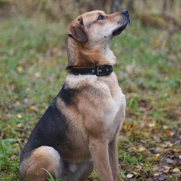 Собаки в добрые руки - Бонго - 1