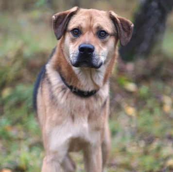 Собаки в добрые руки - Бонго - 2