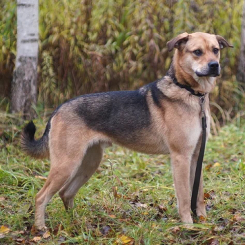 Собаки в добрые руки - Бонго - 3