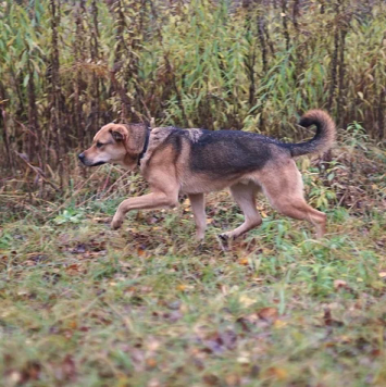 Собаки в добрые руки - Бонго - 4