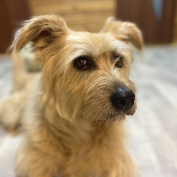 Собаки в добрые руки - Лизонька