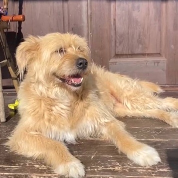 Собаки в добрые руки - Лизонька - 1