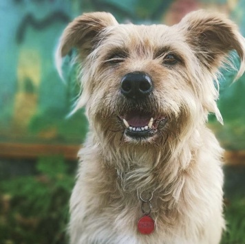 Собаки в добрые руки - Лизонька - 2