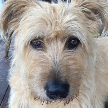 Собаки в добрые руки - Лизонька - 3