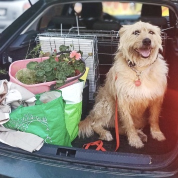 Собаки в добрые руки - Лизонька - 4