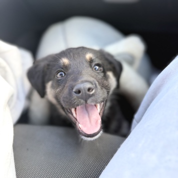 Карамелька - Собаки в добрые руки