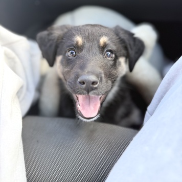 Собаки в добрые руки - Карамелька - 1